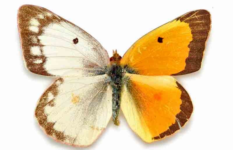 Colias eurytheme (bilateral gynandromorph, madison co., IL, alton, 8-18-1936 pmnh (Internet Image property of respective owner, non-commercial use only)